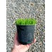 Седум (Sedum acre Aureum )